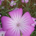 Agrostemma githago
